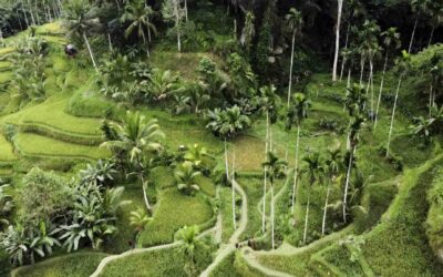 COOKING CLASS IN UBUD